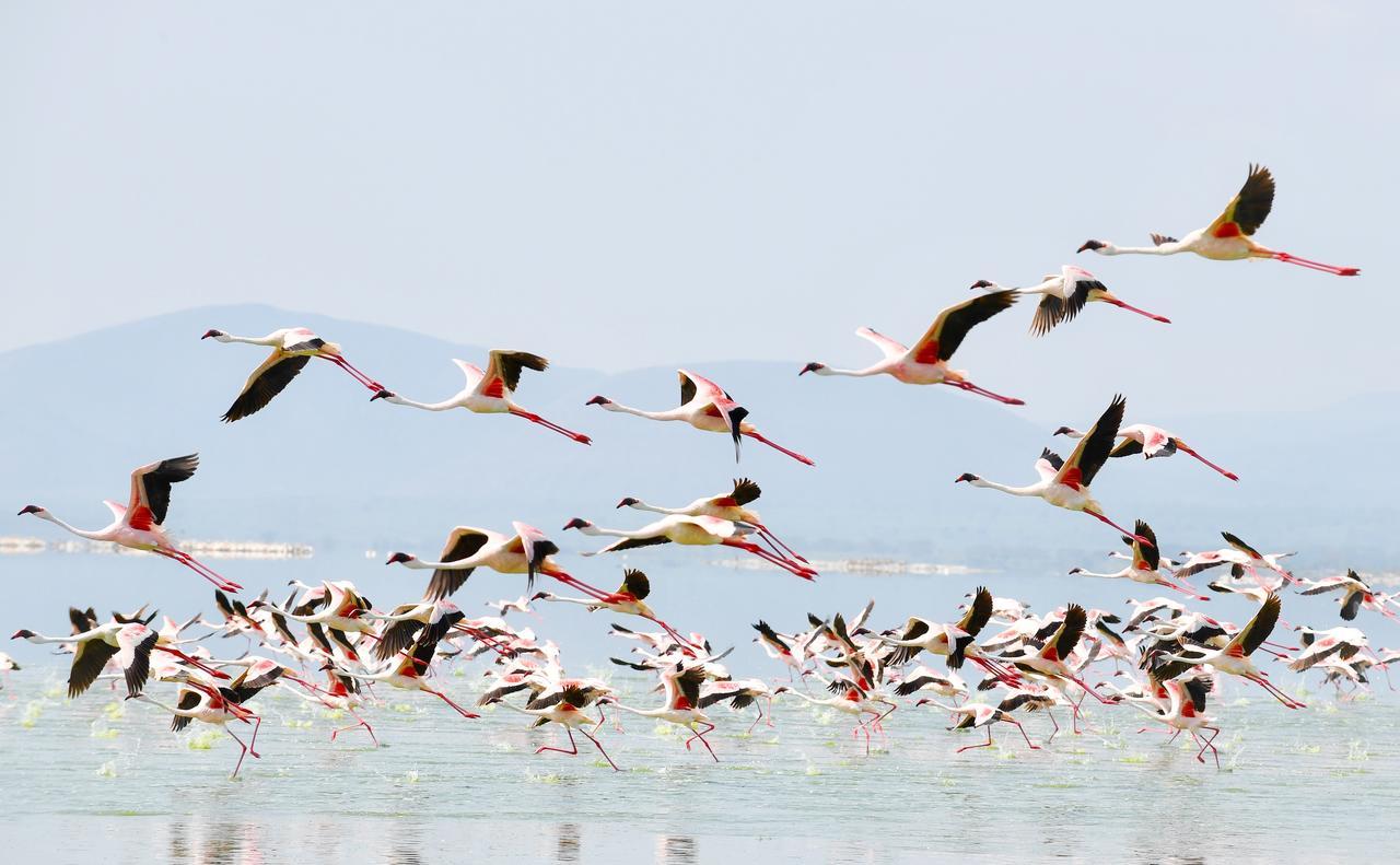 Mbweha Camp Lake Nakuru Elmenteita Екстер'єр фото