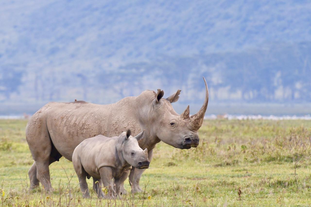 Mbweha Camp Lake Nakuru Elmenteita Екстер'єр фото