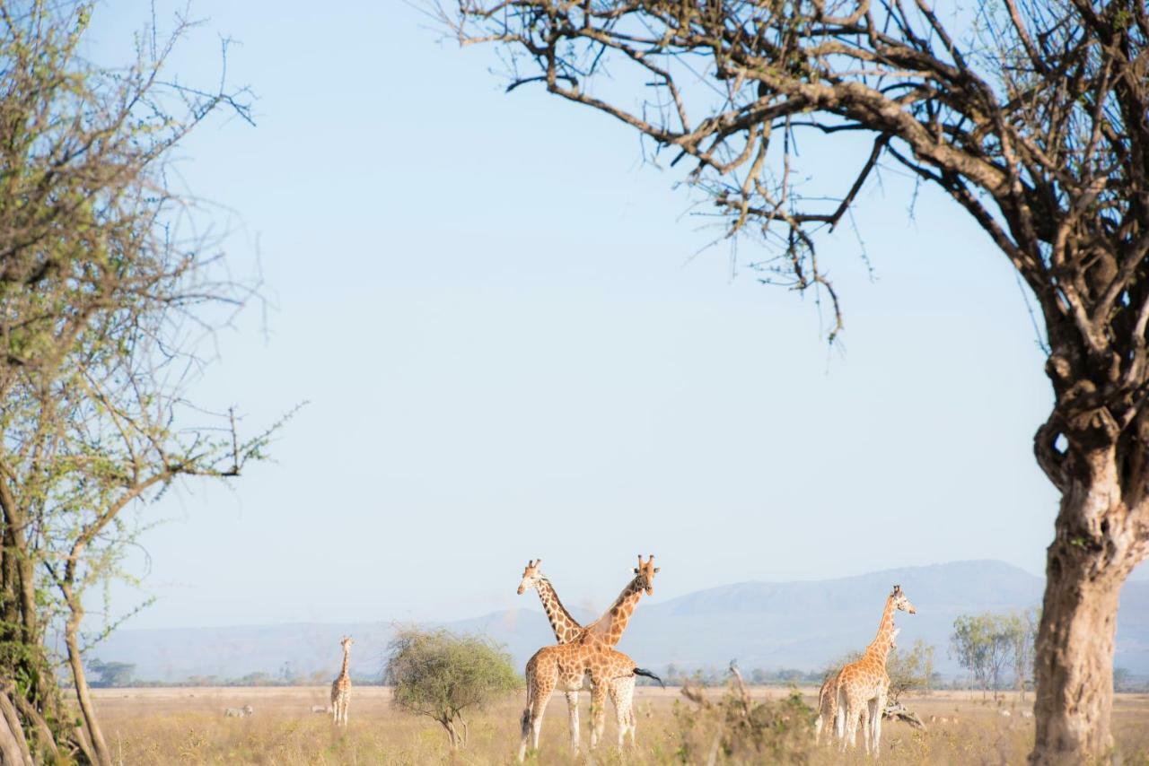 Mbweha Camp Lake Nakuru Elmenteita Екстер'єр фото